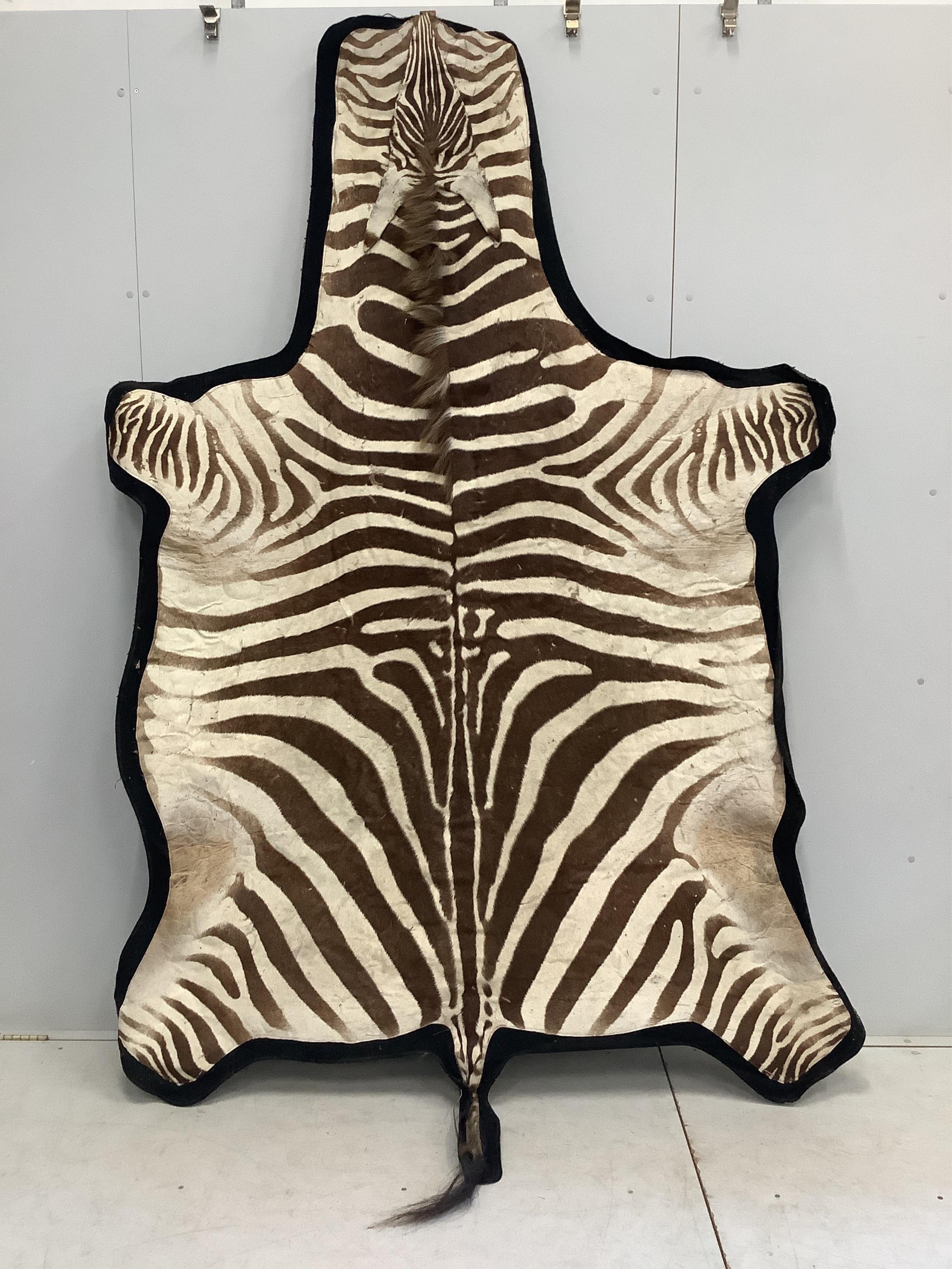 A zebra skin rug mounted on a pine frame, width 160cm, height approximately 270cm. Condition - fair